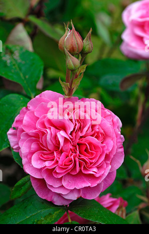 Rose rose (Rosa), 'Gertrude Jekyll', fleurs avec reservoir Banque D'Images