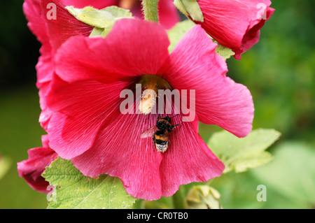Bourdon (Bombus) couvert de pollen sur un Hollyhook (Alcea rosea) Banque D'Images
