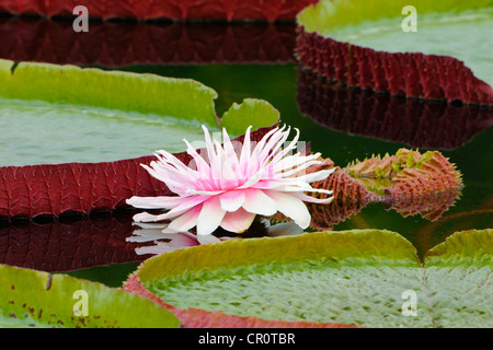 L'Amazonie (Nénuphar géant Victoria Amazonica), étang, Stuttgart, Bade-Wurtemberg, Allemagne, Europe Banque D'Images