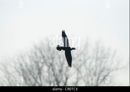 Cormoran (Phalacrocorax carbo) en vol, Stuttgart, Bade-Wurtemberg, Allemagne, Europe Banque D'Images