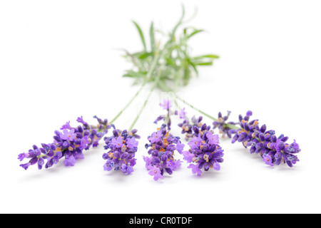 La lavande (Lavandula angustifolia) Banque D'Images