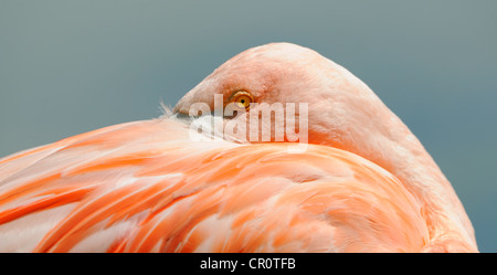 Flamant rose (Phoenicopterus ruber roseus) Banque D'Images