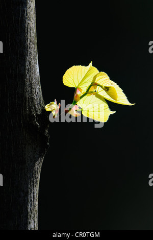 Feuilles d'un tilleul à larges feuilles (Tilia platyphyllos) Banque D'Images