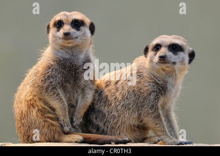 Deux les suricates (Suricata suricatta) Banque D'Images