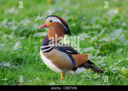 Canard mandarin (Aix galericulata), Drake Banque D'Images