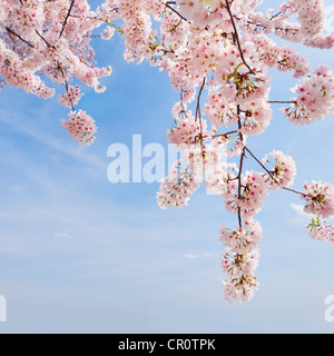 USA, Washington DC, cerisiers en fleurs Banque D'Images
