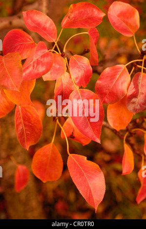 Poirier (Pyrus) feuilles à l'automne Banque D'Images