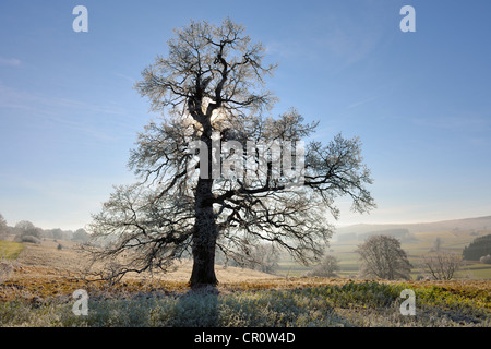 Chêne pédonculé, le chêne pédonculé (Quercus robur), paysage d'hiver avec gelée blanche, Alpes Souabe, Bade-Wurtemberg Banque D'Images