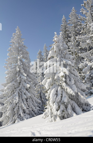 Les pins, d'épicéas (Picea abies) dans une forêt, près de l'hiver d'Elbach, Leitzachtal, Bavaria, Germany, Europe Banque D'Images