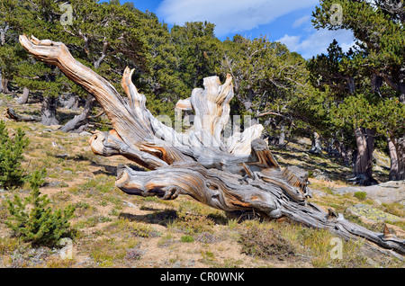 Longue vie Great Basin, pin (Pinus longaeva), c'est effondré, arbre, Bristlecone Pine Forest, Mt. Aire Naturelle de Goliath Banque D'Images