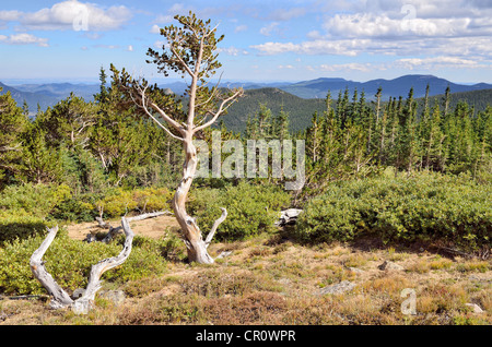 Bristlecone Pine Forest, forêt de longue vie Great Basin, pins (Pinus longaeva), Mt. Aire Naturelle de Goliath Banque D'Images