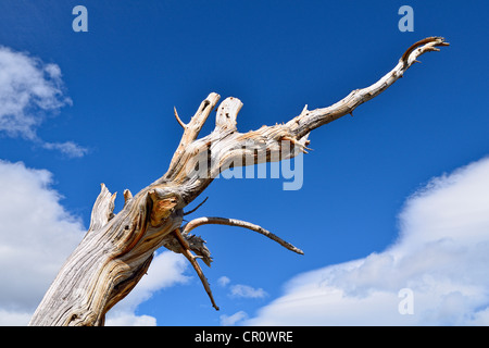 Longue vie Great Basin, pin (Pinus longaeva), arbre mort, Bristlecone Pine Forest, Mt. Aire Naturelle de Goliath Banque D'Images