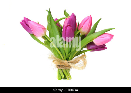 Bouquet de tulipes (Tulipa)