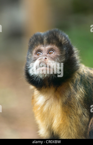 Singe capucin touffetée (Sapajus) apella. Banque D'Images