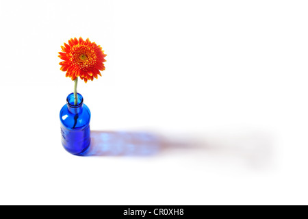 Gerbera Orange fleur en bouteille bleue de jeter une ombre sur un fond blanc Banque D'Images