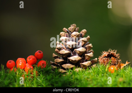 Automne Nature morte avec des cônes de pin (Pinus) Banque D'Images