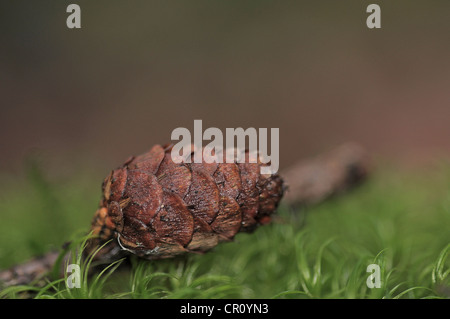 Cône de pin d'un pin (Pinus pinea) sur la mousse dans une forêt, motif d'automne Banque D'Images