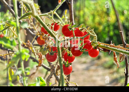 Tomates cerises sur une branche dans un jardin Banque D'Images