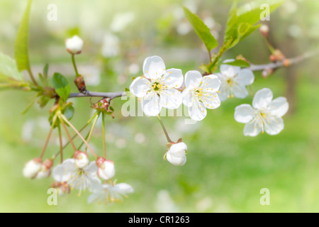 Apple Blossom abstract background du printemps dans le jardin Banque D'Images