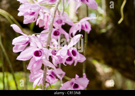 Aux Philippines, l'île de Palawan, Sabang, Puerto Princesa Parc National de la rivière souterraine, orchidée Banque D'Images