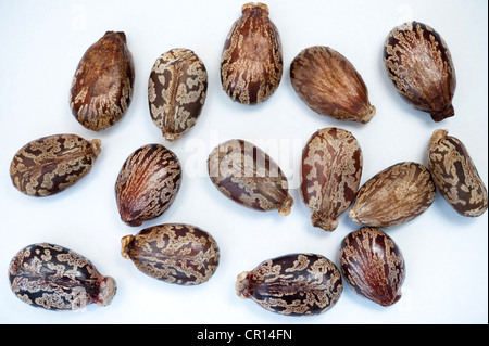 Bean le ricin Ricinus communis ricin toxine Banque D'Images