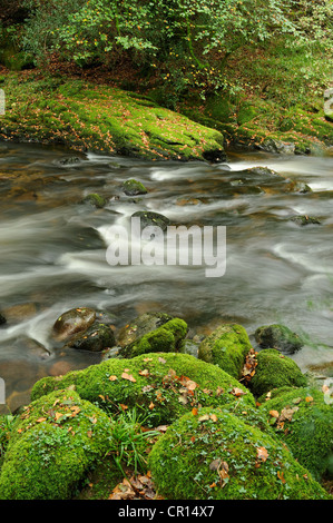 La rivière s'écoulant en Plym rochers couverts de mousse dans Dewerstone Woods, Dartmoor, UK. Banque D'Images