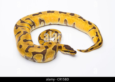 Python royal (Python regius), Super Enchi, femme, Markus Theimer reptile reproduction, Autriche Banque D'Images