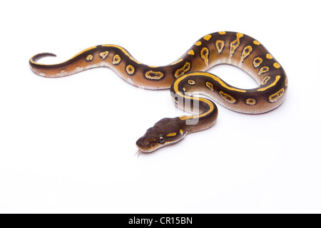 Python royal (Python regius), Mojave Black Head, homme, Markus Theimer reptile reproduction, Autriche Banque D'Images