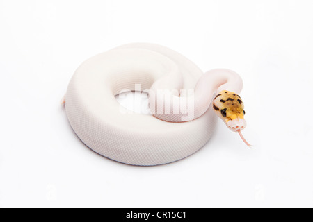 Bumble Bee Piebald Ball Python or Royal Python (Python regius), female Banque D'Images