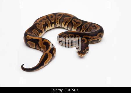 Leopard Ball Python or Royal Python (Python regius), female Banque D'Images