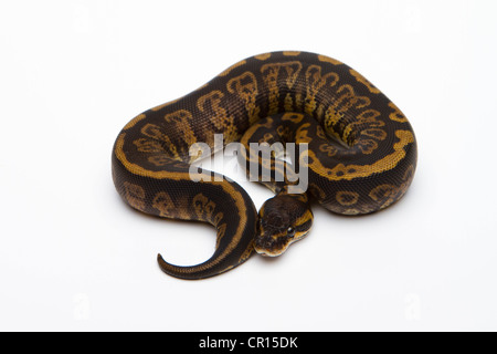 Balle en granit ou Python Python royal (Python regius), female Banque D'Images