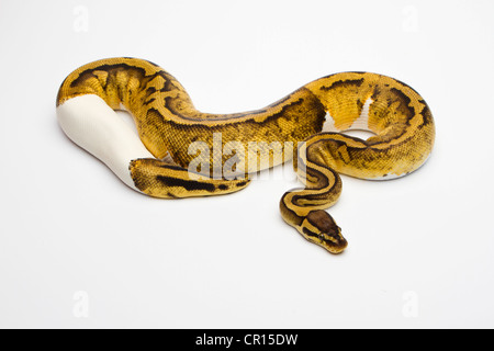 Piebald Pastel Ball Python or Royal Python (Python regius), female Banque D'Images