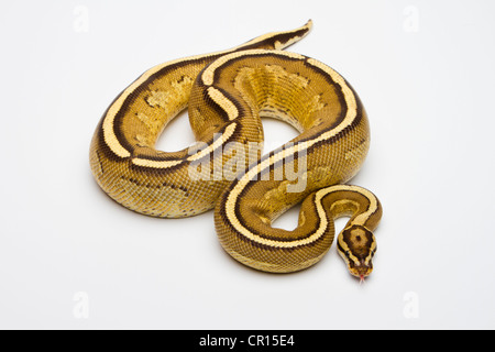 Superstripe Ball Python or Royal Python (Python regius), male Banque D'Images
