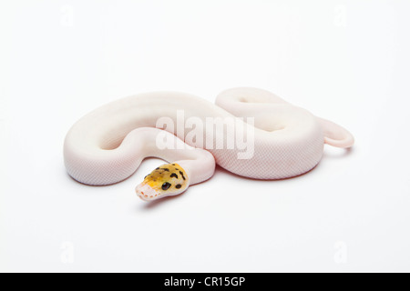 Bumble Bee Piebald Ball Python or Royal Python (Python regius), female Banque D'Images