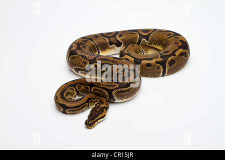 Matanic Ball Python or Royal Python (Python regius), female Banque D'Images