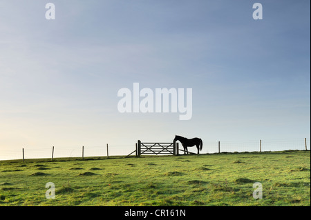 Un cheval solitaire dans un champ contre un grand ciel. Banque D'Images