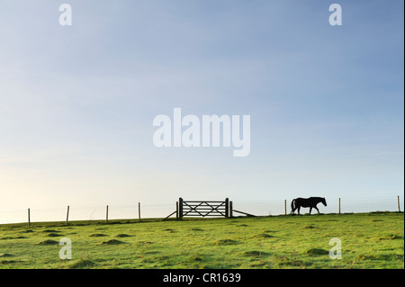 Un cheval solitaire dans un champ contre un grand ciel. Banque D'Images