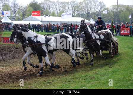 Championnat de courses de chariot à Horst Pays-Bas Banque D'Images