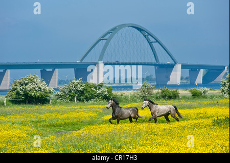 Son Fehmarn Bridge avec champ de canola et d'enclos, l'île de Fehmarn, mer Baltique, Schleswig-Holstein, Allemagne, Europe Banque D'Images