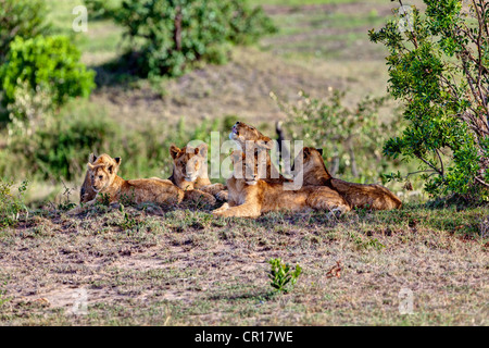 Groupe de jeunes lions (Panthera leo) reposant, Masai Mara National Reserve, Kenya, Afrique de l'Est, Afrique, PublicGround Banque D'Images