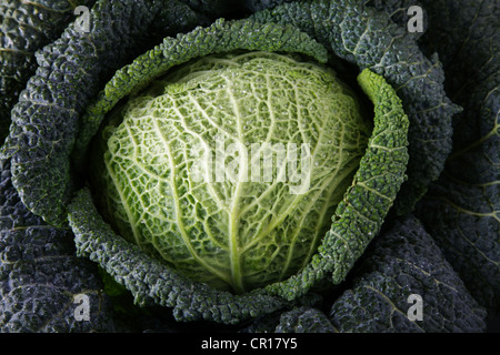 Chou (Brassica oleracea convar. Capitata var. sabauda L.) Banque D'Images