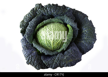 Chou (Brassica oleracea convar. Capitata var. sabauda L.) Banque D'Images