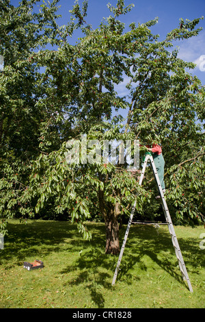 Woman pruning trees on ladder Banque D'Images
