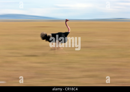 Autruche (Struthio camelus), homme, sur la course, Masai Mara National Reserve, Kenya, Afrique de l'Est, PublicGround Banque D'Images