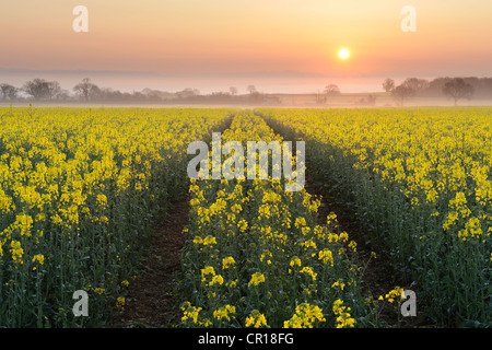 Un beau lever de soleil sur un colza (Brassica napus) champ sur le Somerset Levels, au Royaume-Uni. Banque D'Images