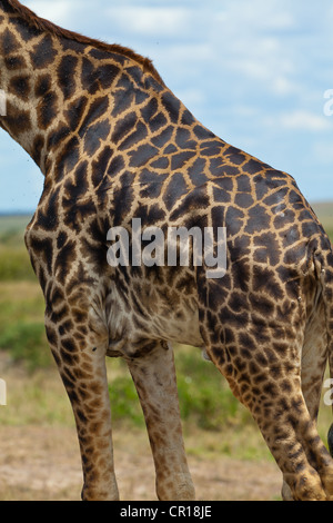 Les Masais Girafe (Giraffa camelopardalis tippelskirchi), détail du corps, Masai Mara National Reserve, Kenya, Afrique de l'Est Banque D'Images