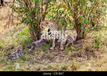 Le Guépard (Acinonyx jubatus) avec trois oursons, Masai Mara National Reserve, Kenya, Afrique de l'Est, Afrique, PublicGround Banque D'Images