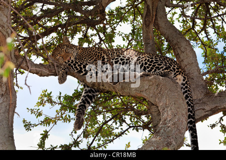 Leopard (Panthera pardus) dormir dans un figuier, Masai Mara National Reserve, Kenya, Afrique de l'Est, Afrique, PublicGround Banque D'Images