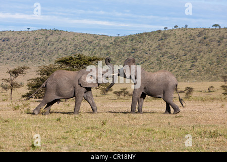 Bush africain Elephant (Loxodonta africana), deux jeunes taureaux lutter les uns contre les autres, Masai Mara National Reserve, Kenya, Afrique de l'Est Banque D'Images