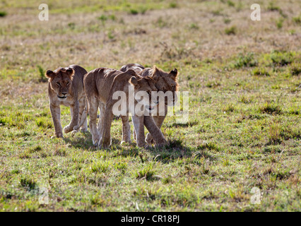 Groupe de jeunes lions (Panthera leo), Masai Mara National Reserve, Kenya, Afrique de l'Est, Afrique, PublicGround Banque D'Images